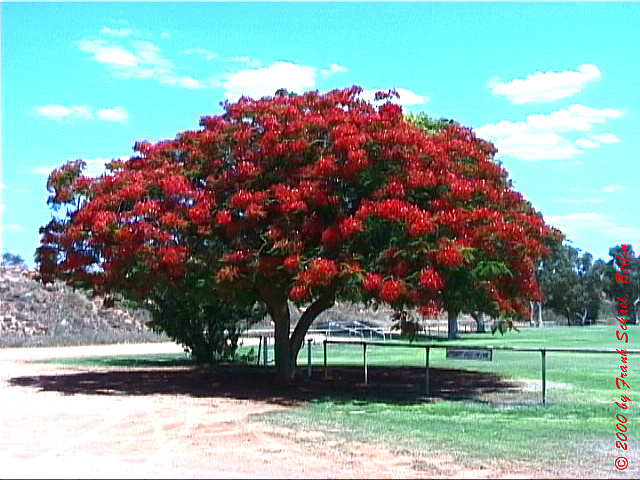 AUS-0028