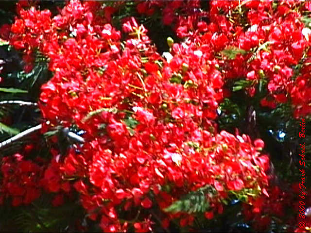 AUS-0029