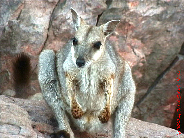 AUS-0036