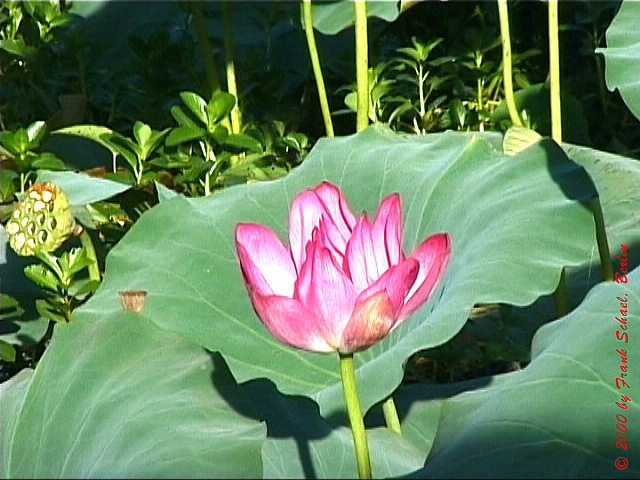 AUS-0059