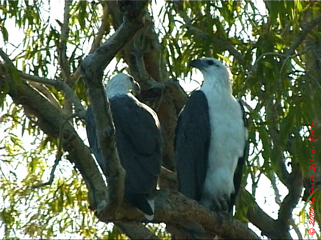 AUS-0064