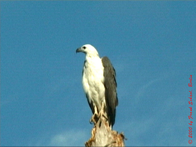 AUS-0065