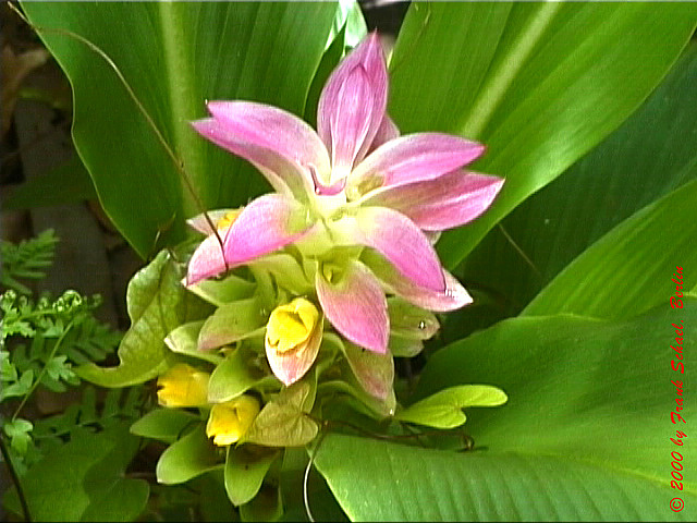 AUS-0068