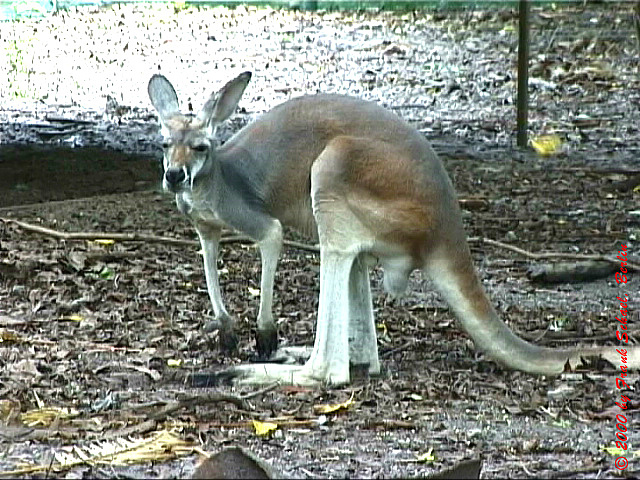 AUS-0079