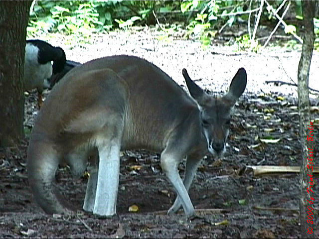 AUS-0080
