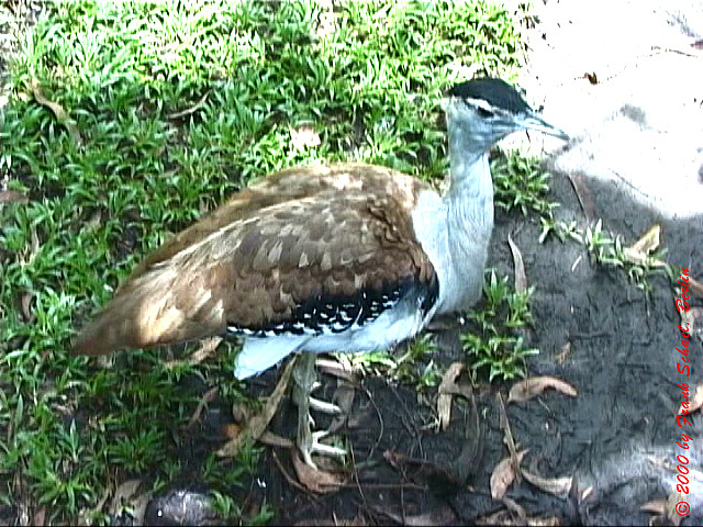 AUS-0081