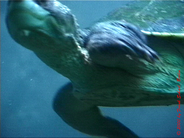 AUS-0086
