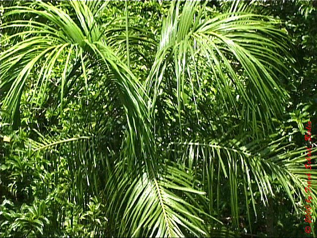 AUS-0099