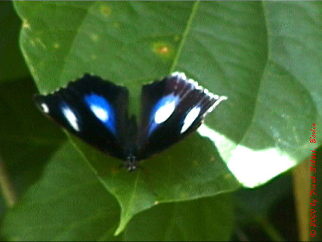 AUS-0106