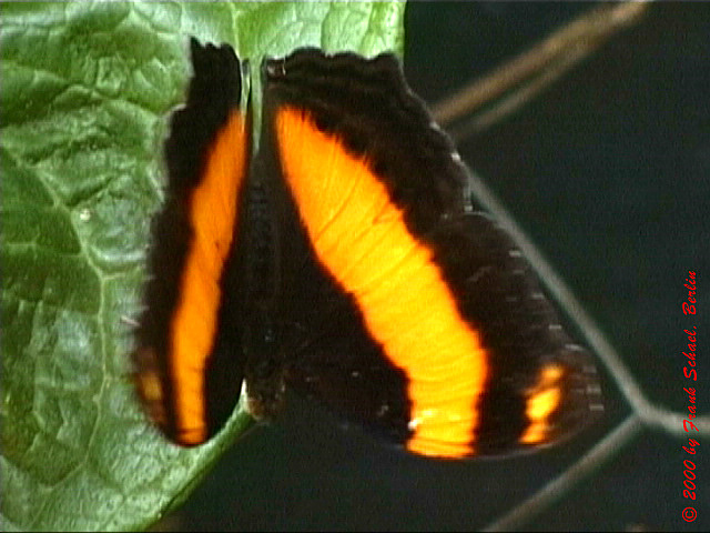 AUS-0109