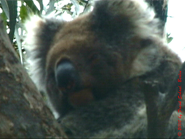 AUS-0215