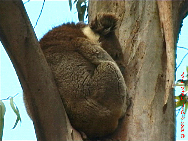 AUS-0218