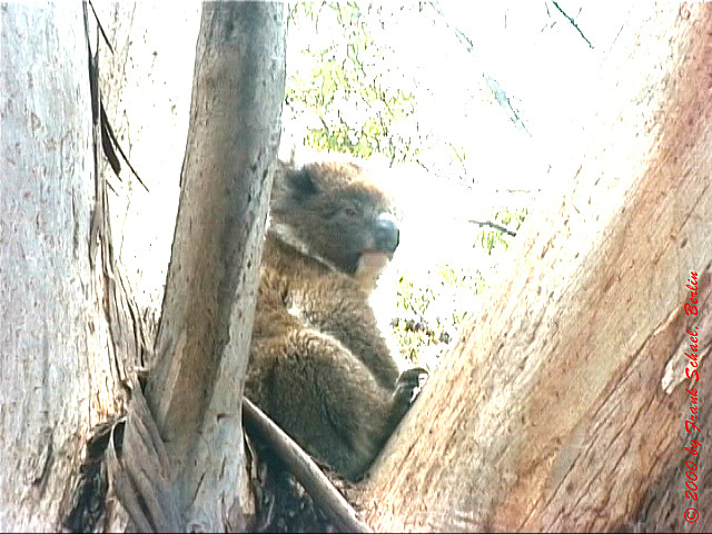 AUS-0219