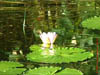 AUS-0058