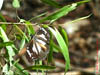 AUS-0077