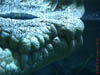 AUS-0089