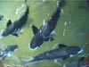 AUS-0094