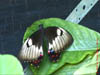 AUS-0108