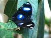 AUS-0111