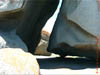 AUS-0226