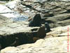 AUS-0235