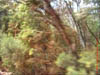 AUS-0239