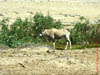 NAM_0080