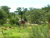 NAM_0298