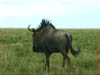 NAM_0418
