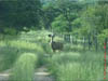 NAM_0431