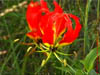 NAM_0432