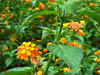 NAM_0445
