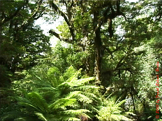 NZL-0053