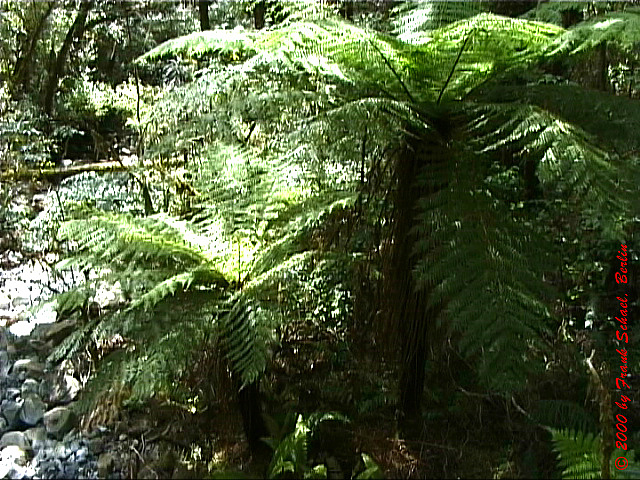 NZL-0054