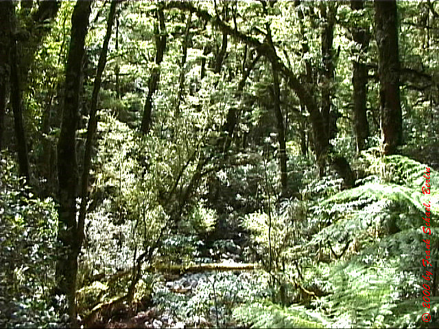 NZL-0055