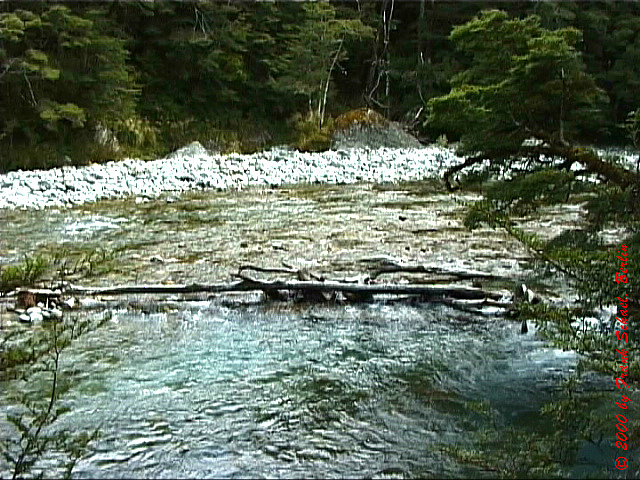 NZL-0111