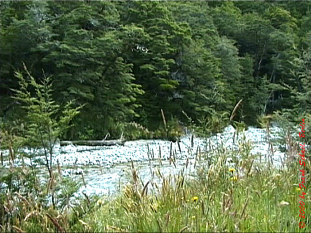 NZL-0113
