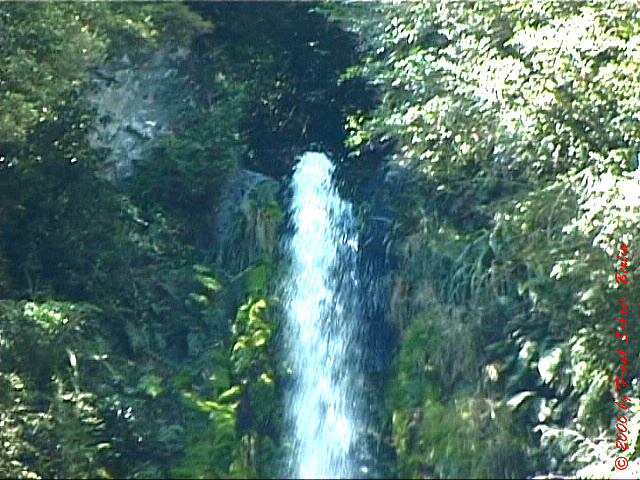NZL-0145