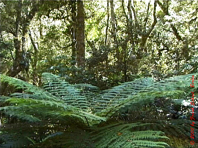NZL-0146
