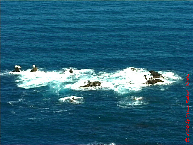 NZL-0151