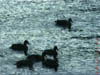 NZL-0076