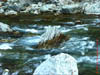 NZL-0114