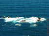 NZL-0151