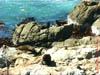 NZL-0191