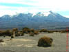 NZL-0219