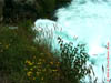 NZL-0239